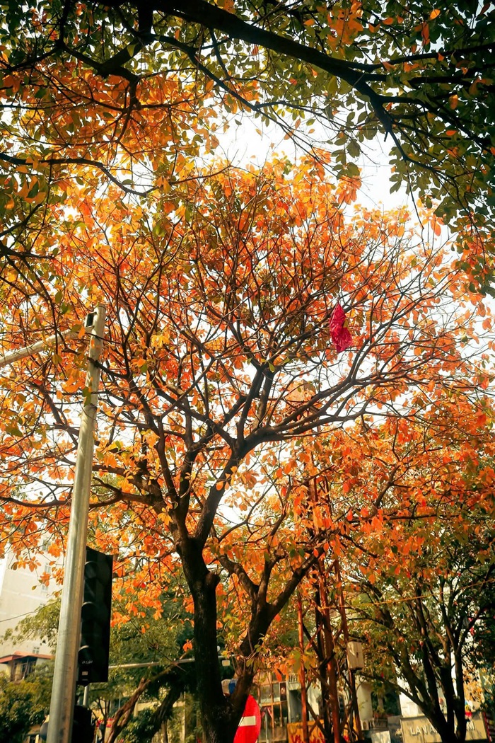 Sắc đỏ vàng của lá lộc vừng được Thu Thảo xử lý theo tông ấm, gợi cảm giác hoài niệm, phảng phất tiết trời Hà Nội vào đầu tháng 3. Ảnh: Thu Thảo