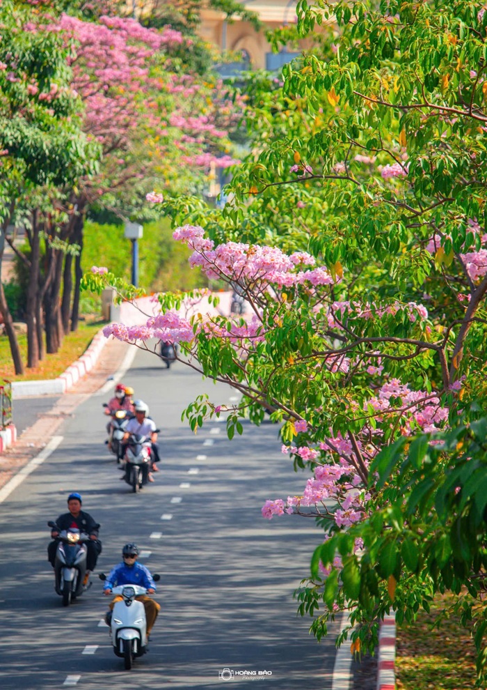 Tuyến đường được bao phủ bởi vẻ đẹp nên thơ của hoa kèn hồng. Ảnh: Hoàng Bảo
