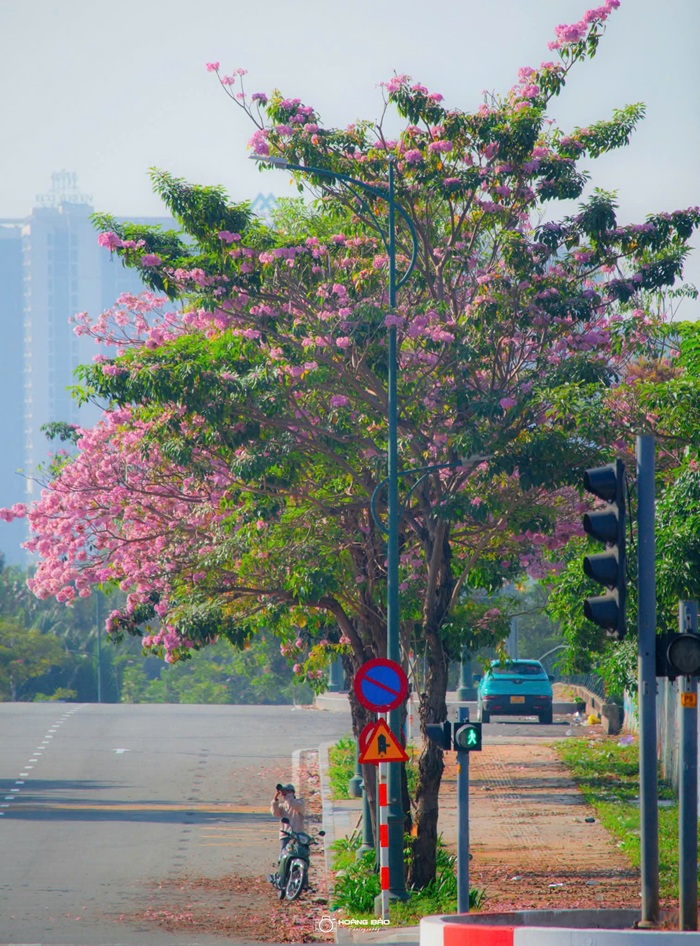 Người đi đường dừng chân để ghi lại vẻ đẹp của loài hoa. Ảnh: Hoàng Bảo