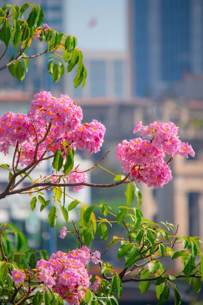Hoa kèn hồng được xem là một trong những loài hoa biểu tượng của TP.HCM. Ảnh: Hoàng Bảo