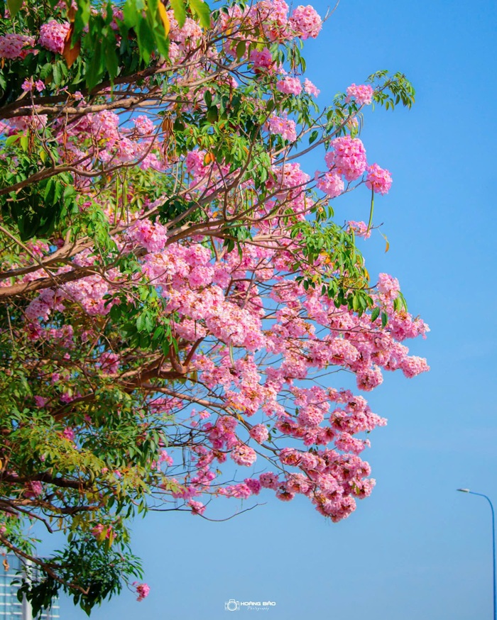 Hoa kèn hồng chỉ có tuổi thọ 2 - 3 tuần nên nhiều người tranh thủ ghi lại khoảnh khắc hoa nở rộ vào những ngày đầu tháng 3. Ảnh: Hoàng Bảo