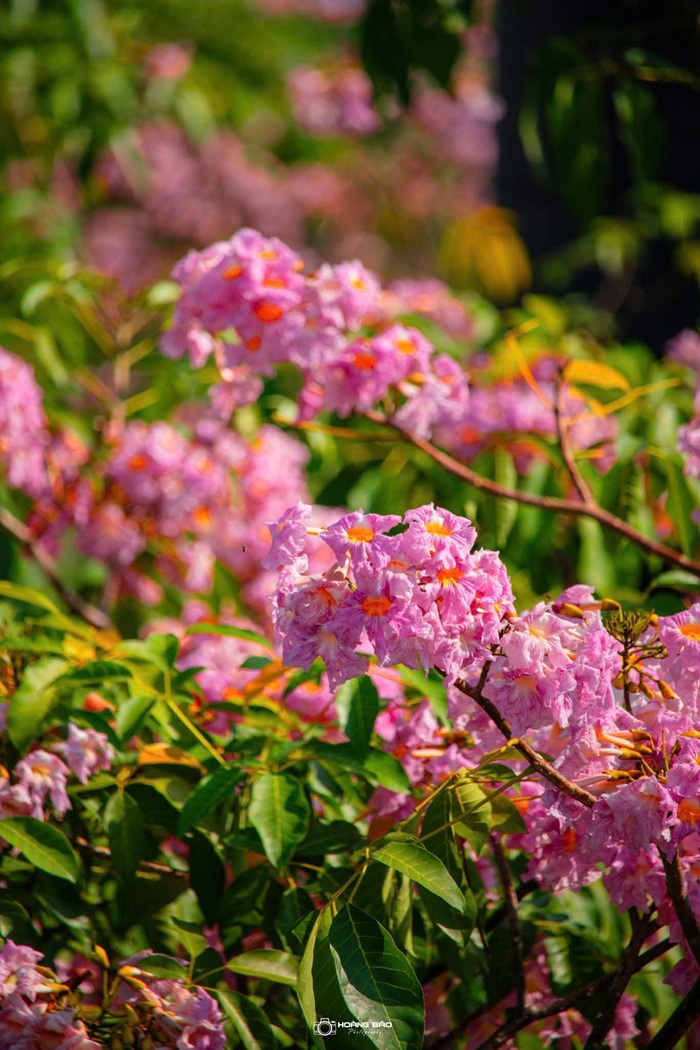 Hoa kèn hồng vào mùa nở rộ. Ảnh: Hoàng Bảo