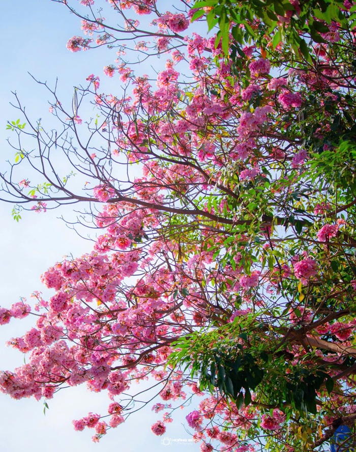 Hoa kèn hồng mọc thành chùm gồm 10-20 bông và màu đậm dần theo thời gian. Ảnh: Hoàng Bảo