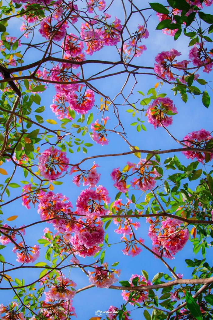 Hoa kèn hồng bung nở tạo cảm giác 