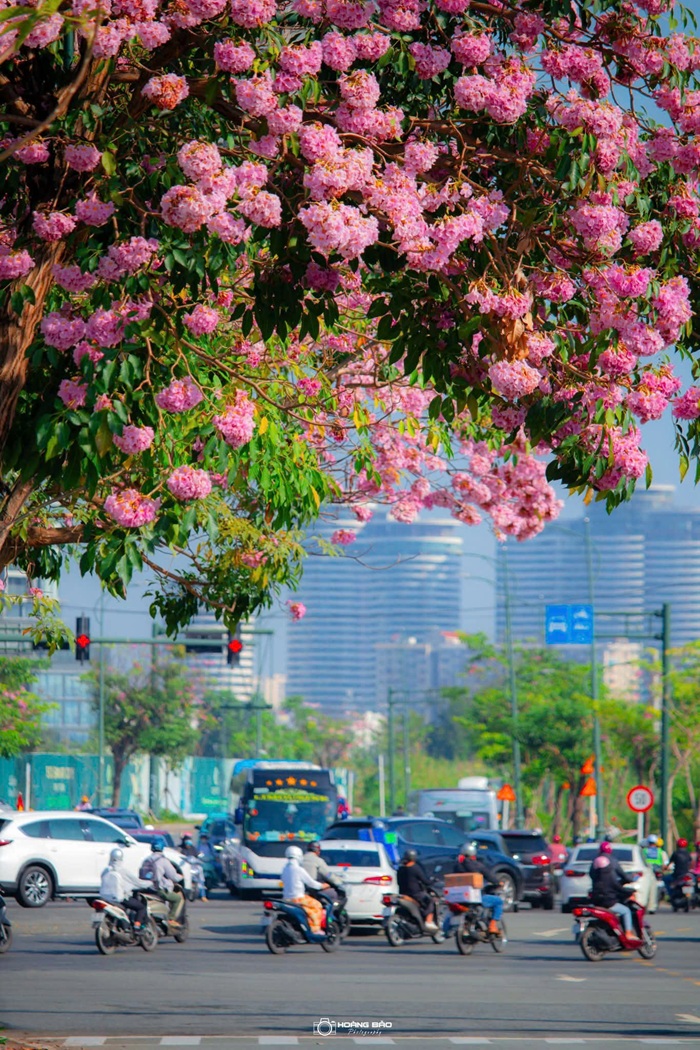 Hoa kèn hồng có hình dáng giống như những chiếc chuông nhỏ. Ảnh: Hoàng Bảo