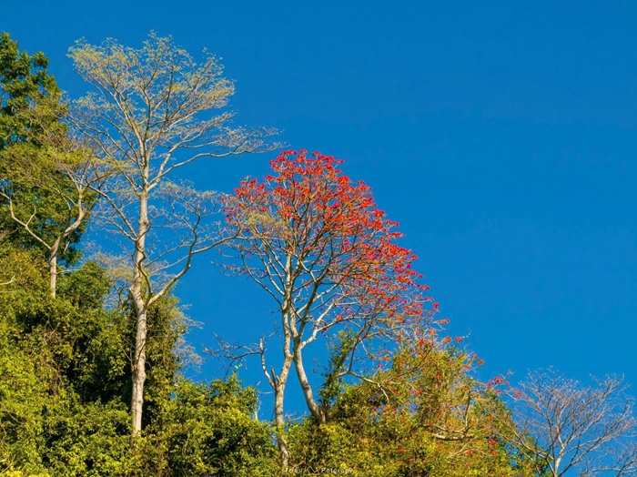 Sắc đỏ của hoa nổi bật giữa màu xanh của cây cối rừng núi. Ảnh: Nguyễn Hải Triều