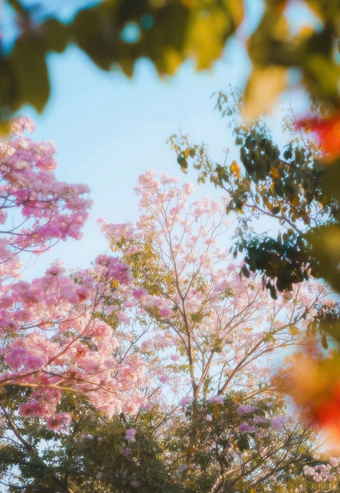 Kèn Hồng nở bung dọc quãng Nguyễn Thị Minh Khai. Ảnh: Tuấn Thành