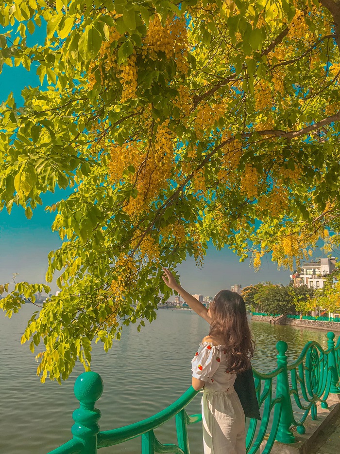 Du lịch Hà Nội mùa hè ghé thăm Hồ Tây check in muồng hoàng yến