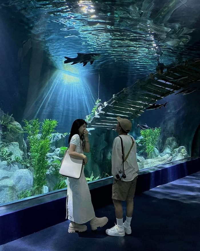 Thủy cung Lotte Mall Tây Hồ cho khách du lịch Hà Nội mùa hè tránh nóng