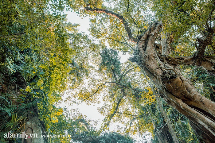 Du lịch Lương Sơn Hòa Bình thăm cây sanh 800 năm tuổi