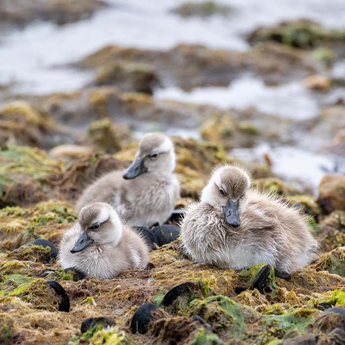 Khám phá nhiều loài chim khi du lịch quần đảo Falkland