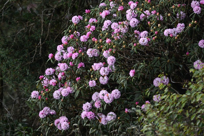 Mùa hoa đỗ quyên Sa Pa có nhiều màu, thay đổi theo thời gian và độ cao