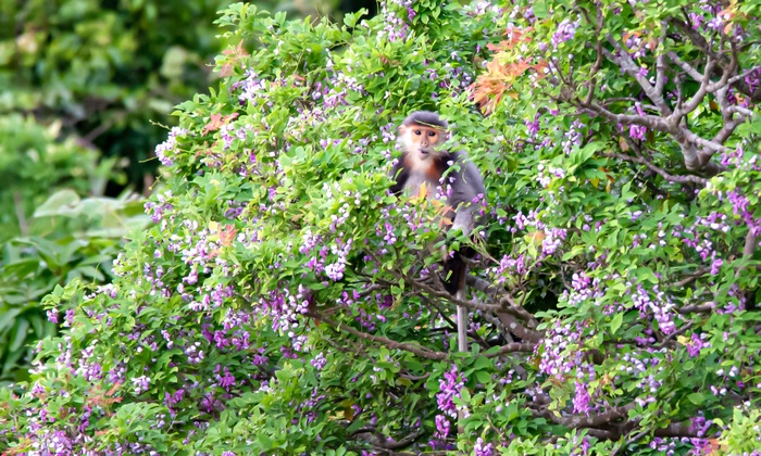 mùa hoa thàn mát bán đảo Sơn Trà rực rỡ kéo dài từ tháng 4 - tháng 5