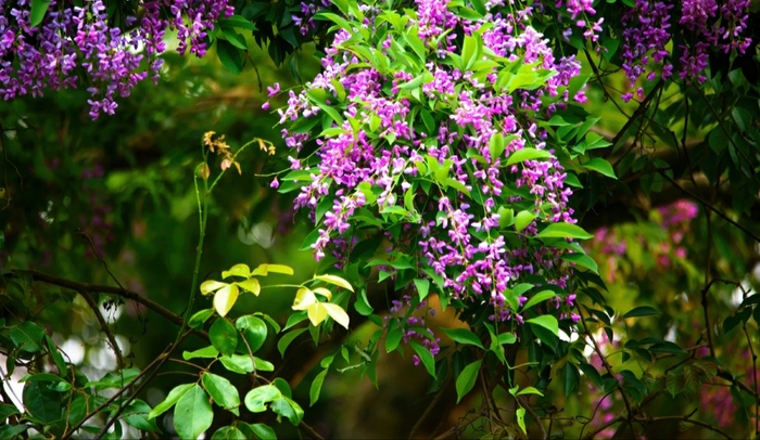 săn mùa hoa thàn mát bán đảo Sơn Trà vào mùa hè là trải nghiệm không thể bỏ lỡ