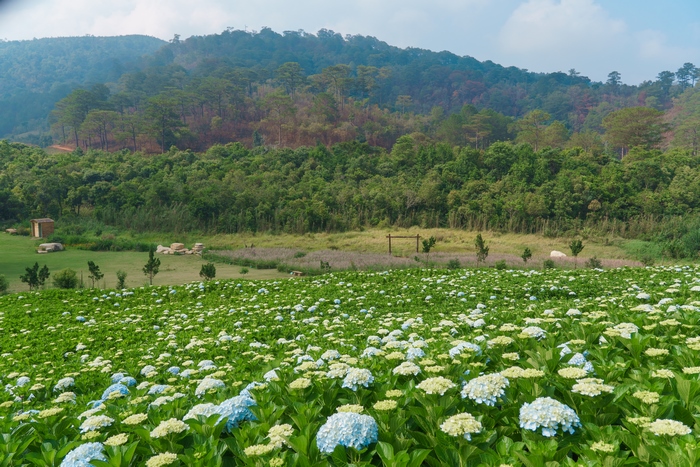 Hàng nghìn bông hoa đang đua nở, hòa lẫn màu xanh của núi rừng Tà Nung