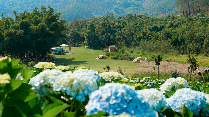 Không gian thiên nhiên trong lành mỗi sớm mai tại vườn hoa cẩm tú cầu lớn nhất Đà Lạt