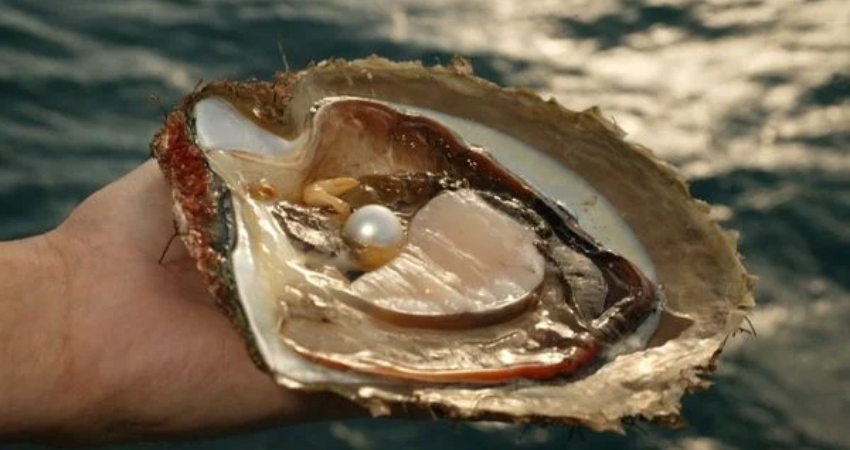 Vị ngọt bùi cả Kaki no Hara sẽ khiến bạn mê đắm ngay từ lần thưởng thức đầu tiên