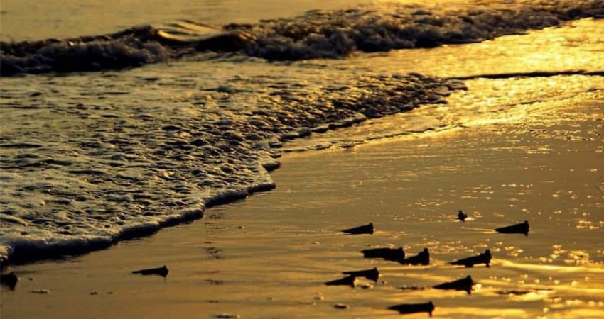 Tháng 5-9 là thời điểm lý tưởng để du lịch Morib Malaysia - cẩm nang du lịch Morib Malaysia