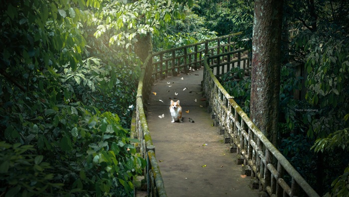 Khung cảnh rất thơ của hệ sinh thái Cúc Phương. 