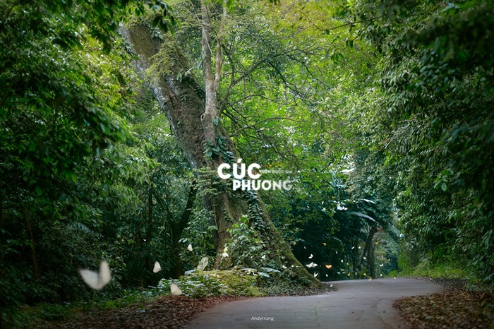 Con đường phủ xanh tại Vườn quốc gia Cúc Phương trở nên sống động trong mùa bướm, khi những cánh bướm bay giữa không gian tĩnh lặng của rừng. 