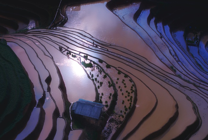 Mặt nước loang ánh chiều phủ kín những thửa ruộng bậc thang mùa nước đổ tại Mù Cang Chải. 