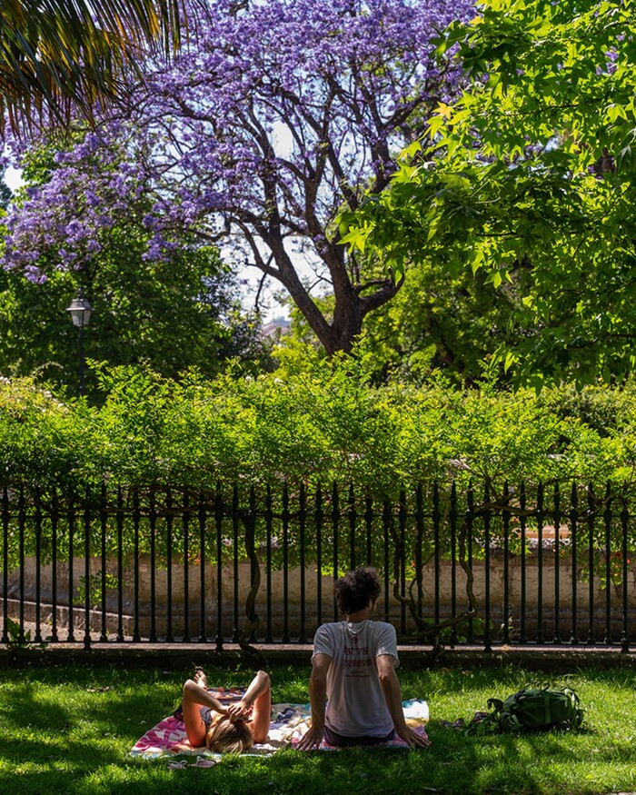 Những địa điểm ngắm mùa phượng tím ở Lisbon Bồ Đào Nha đẹp