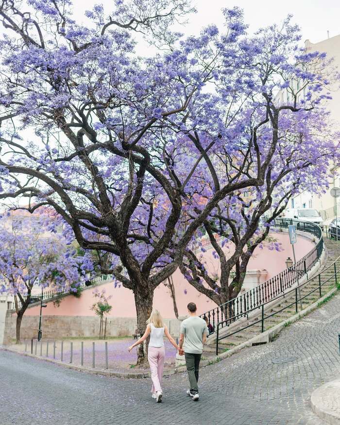 mùa phượng tím ở Lisbon Bồ Đào Nha vào tháng 5 - tháng 6