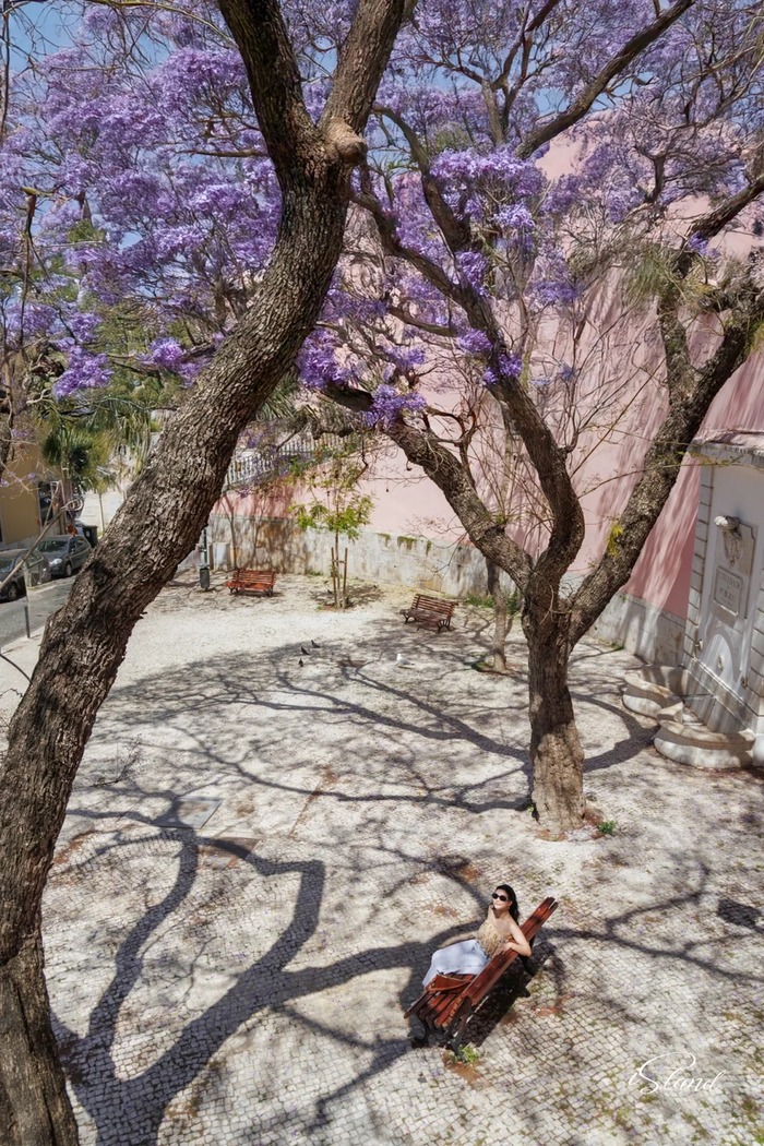 Những điều bạn cần lưu ý khi dự tính đón mùa phượng tím ở Lisbon Bồ Đào Nha 