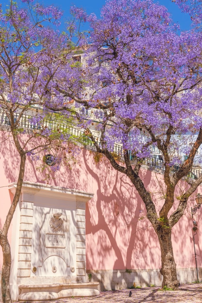 mùa phượng tím ở Lisbon Bồ Đào Nha từ lâu đã trở thành hình ảnh quen thuộc của thành phố