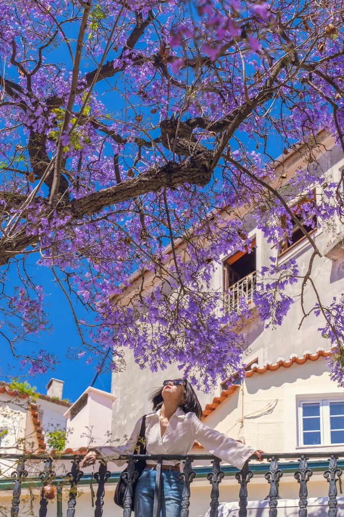 mùa phượng tím ở Lisbon Bồ Đào Nha thu hút nhiều du khách 