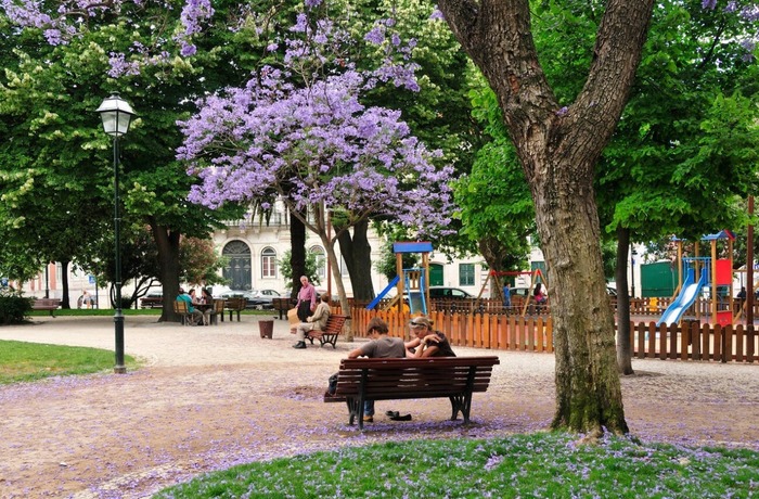 Những địa điểm ngắm mùa phượng tím ở Lisbon Bồ Đào Nha đẹp
