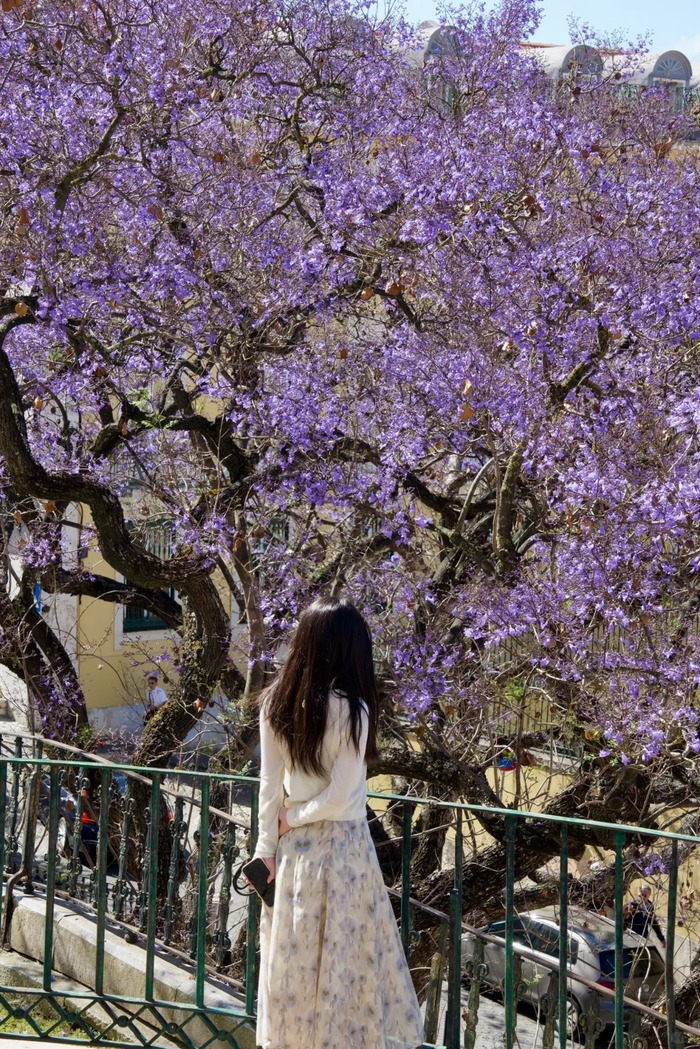 mùa phượng tím ở Lisbon Bồ Đào Nha gắn liền với nhiều sự kiện văn hóa