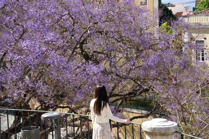 mùa phượng tím ở Lisbon Bồ Đào Nha từ lâu đã trở thành hình ảnh quen thuộc của thành phố