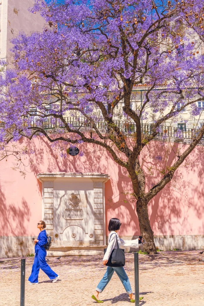 mùa phượng tím ở Lisbon Bồ Đào Nha vào tháng 5 - tháng 6