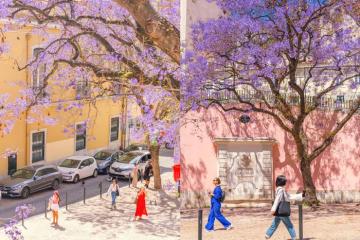 Mùa phượng tím ở Lisbon Bồ Đào Nha lãng mạn khiến bao trái tim xao xuyến