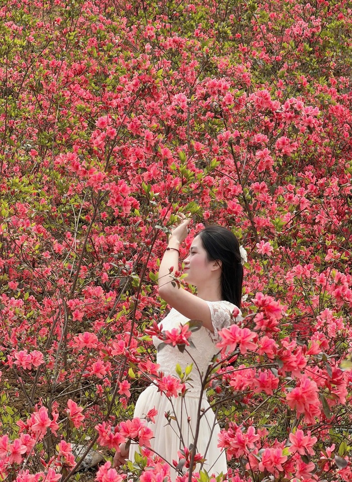 Vườn hoa đỗ quyên Mộc Châu nằm gần đường quốc lộ