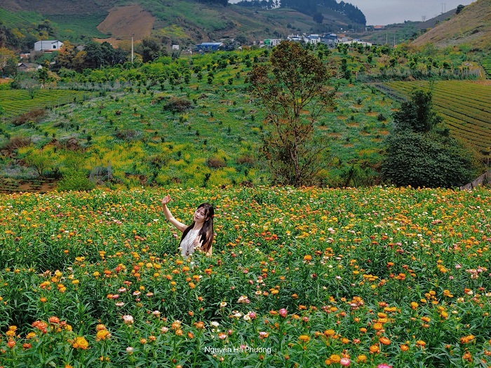 Đồi hoa bất tử đẹp không kém vườn hoa đỗ quyên Mộc Châu