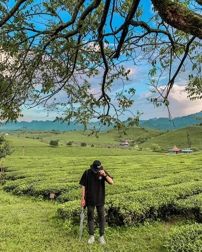 Nhất định phải tới đồi chè Mộc Châu khi đi du lịch vườn hoa đỗ quyên Mộc Châu 