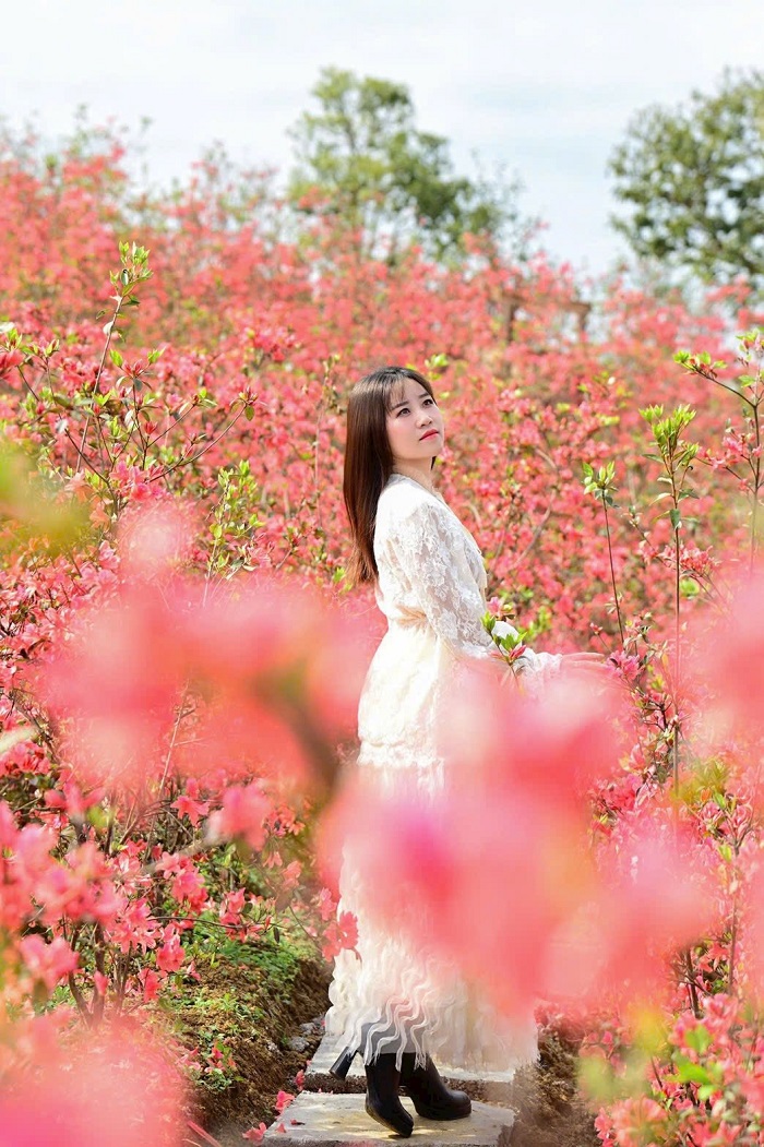 Vé vào vườn hoa đỗ quyên Mộc Châu chỉ 40.000 đồng