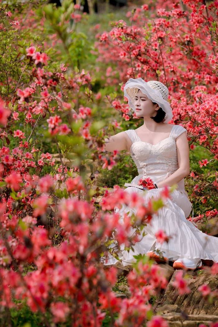 Bạn có thể tha hồ tạo dáng tại vườn hoa đỗ quyên Mộc Châu