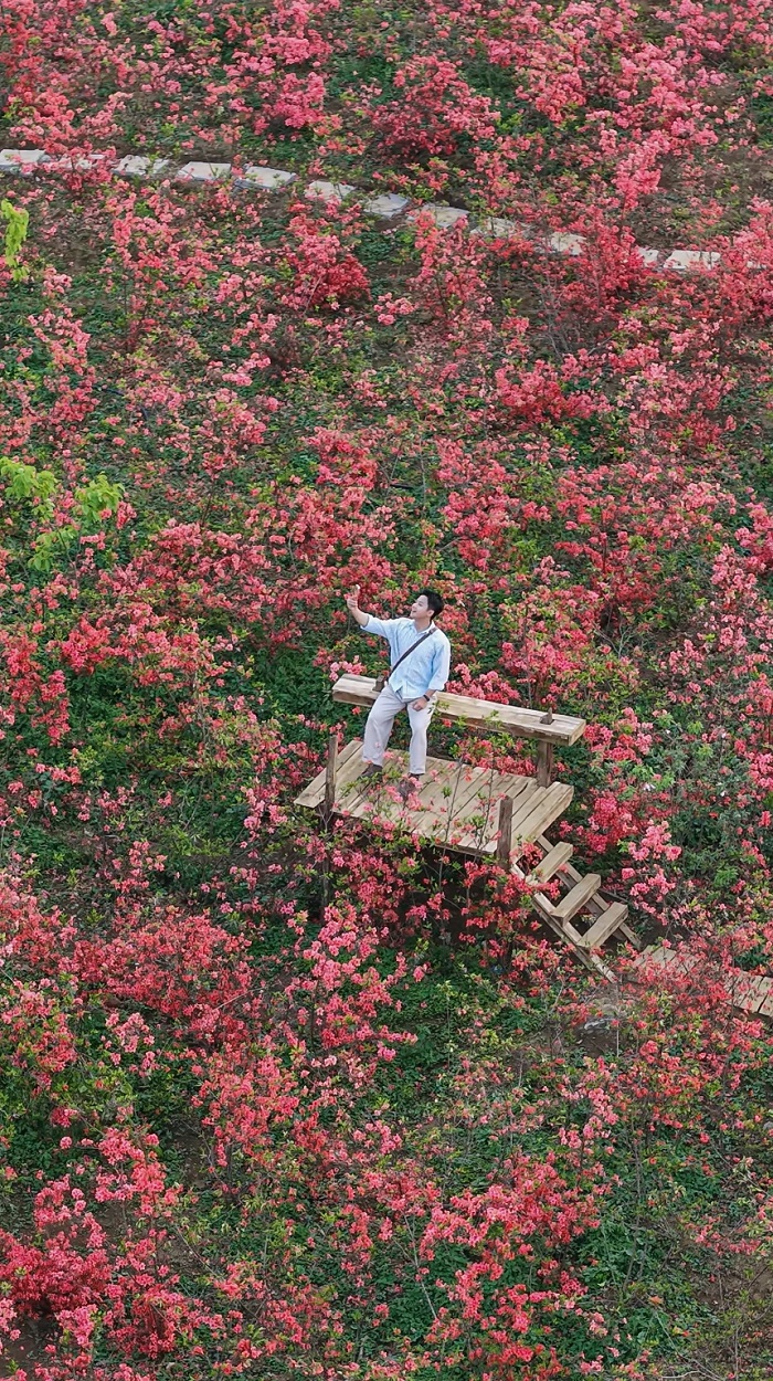 Nhiều tiểu cảnh để chụp hình trong vườn hoa đỗ quyên Mộc Châu