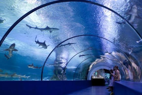 Khám phá thủy cung Osaka Kaiyukan Nhật Bản - Chiêm ngưỡng vẻ đẹp đại dương huyền bí