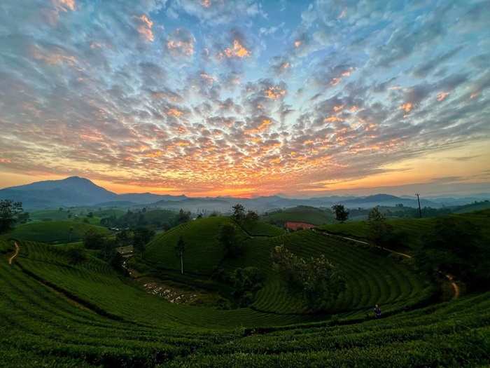 Hoàng hôn buông xuống trên Đồi chè Long Cốc, những luống chè xanh uốn lượn dưới bầu trời phủ mây, khắc họa bức tranh vùng trung du Phú Thọ mang nét yên bình. 