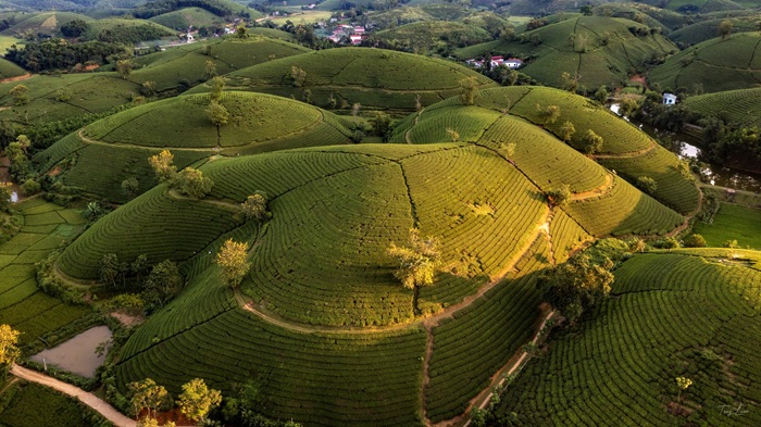 Đồi chè Long Cốc nhìn từ trên cao với hình bát úp độc đáo.