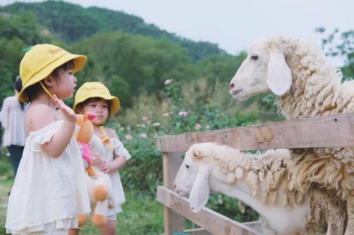  Larita - Đồi cỏ mơ là farmstay đẹp ở Hòa Bình nuôi nhiều động vật