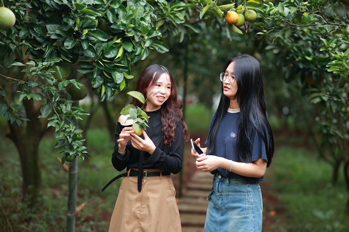 Ora Hill Farmstay & Glamping là farmstay đẹp ở Hòa Bình còn có vườn cam bao la