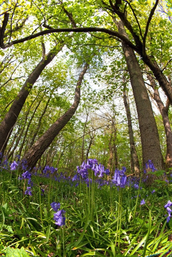 Các địa điểm ngắm mùa hoa Bluebells ở Anh - Isabella Plantation