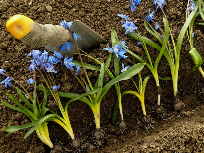 Mùa hoa Bluebells ở Anh - Lưu ý các bộ phận của hoa chuông đều có chất độc