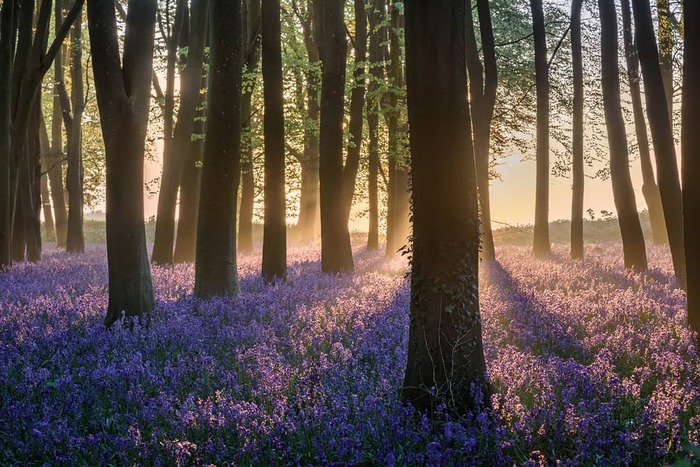 Các địa điểm ngắm mùa hoa Bluebells ở Anh - Badbury Clump