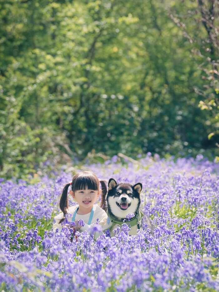 Các địa điểm ngắm mùa hoa Bluebells ở Anh - Trẻ em được miến phí tham quan